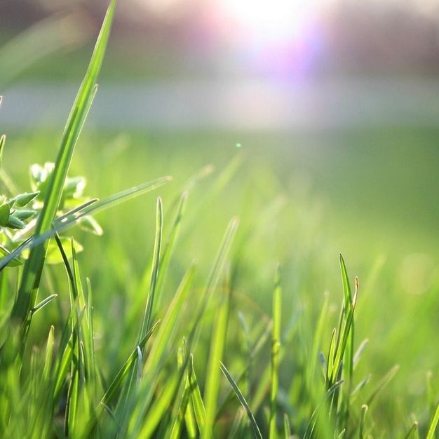 Grass